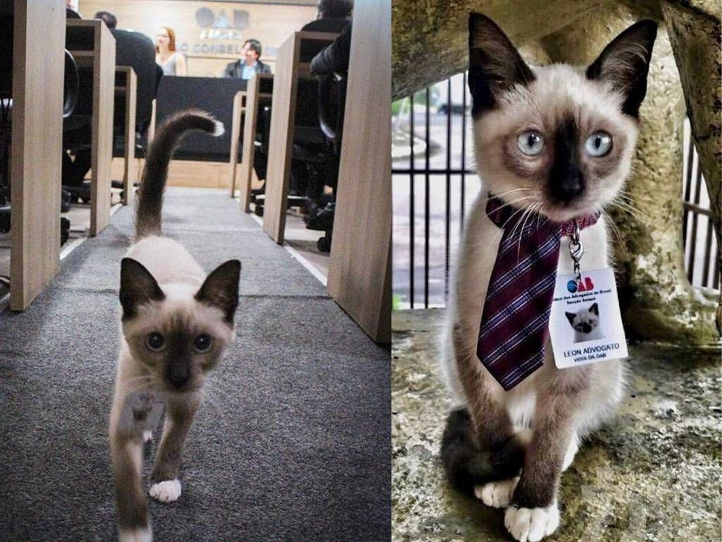 公會：直接「聘請」成貓律師