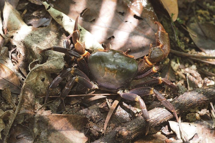 全球新種淡水蟹─「澳門南海溪蟹」