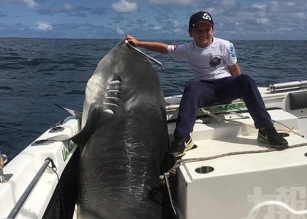 悉尼8歲男童破紀錄捕獲314公斤虎鯊