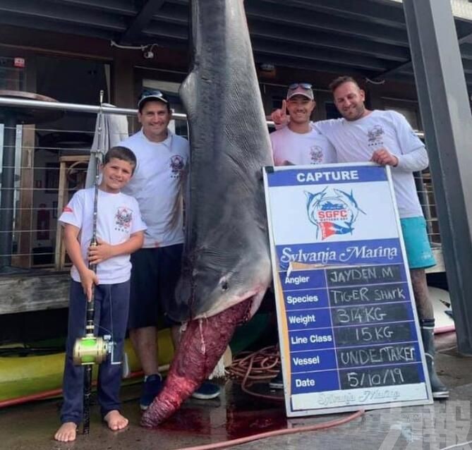 悉尼8歲男童破紀錄捕獲314公斤虎鯊