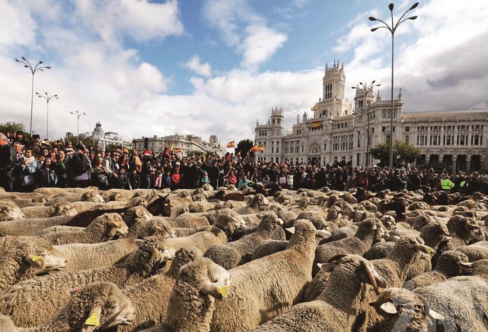 2,000隻羊逛大街
