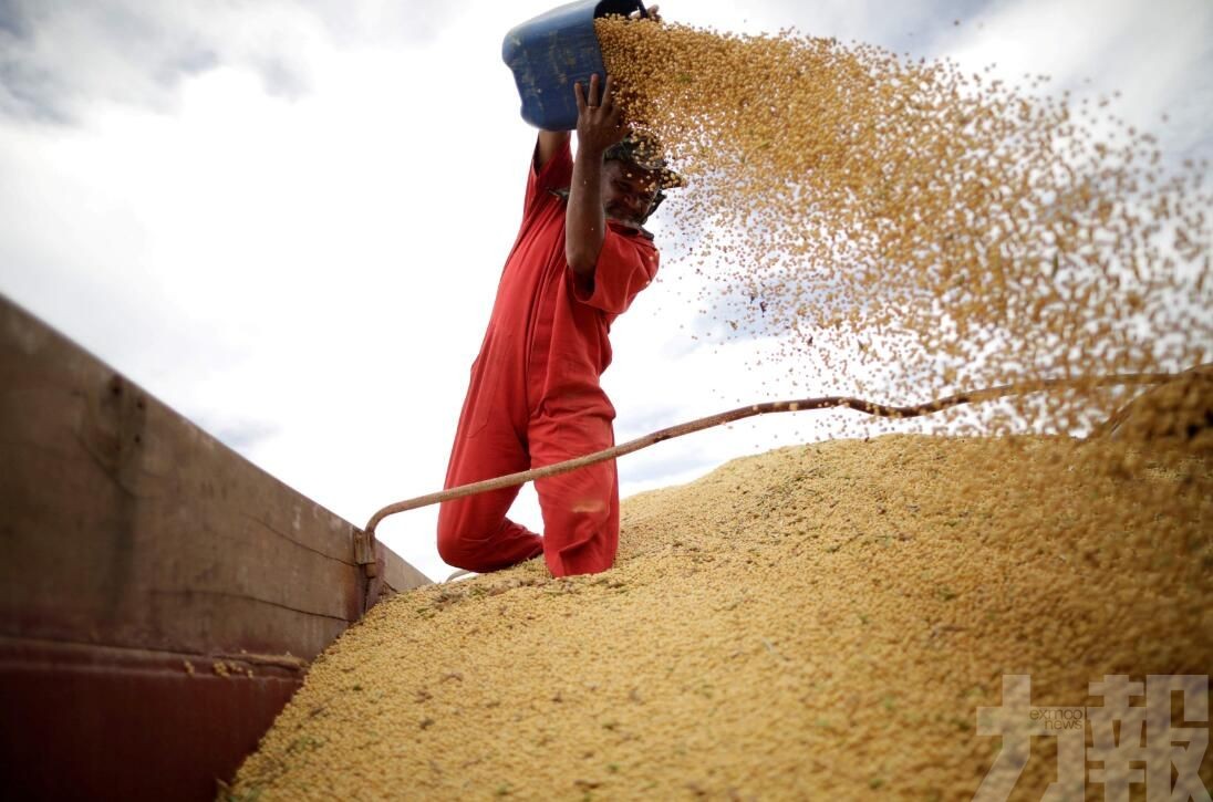 中國對巴西大豆採購激增