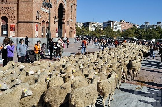 2,000隻綿羊進城 逼爆市區