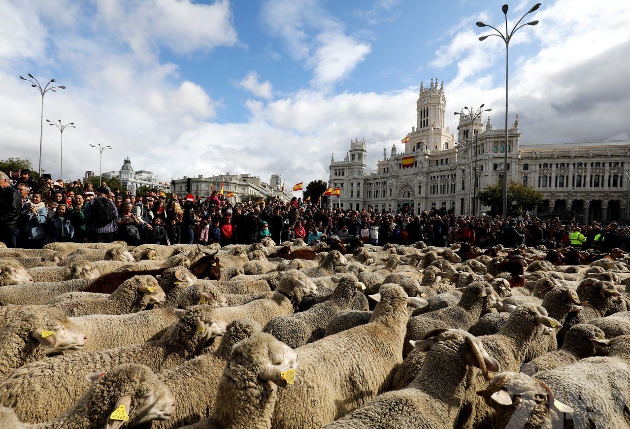 2,000隻綿羊進城 逼爆市區