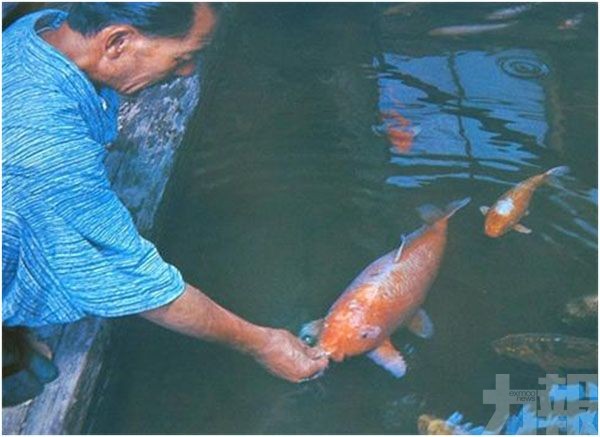 世界最長壽錦鯉 生存超過兩世紀