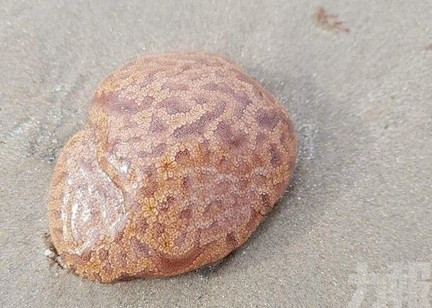 ​澳洲沙灘驚見「人腦」