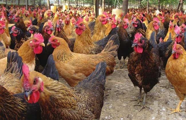 美批准中國自產熟製禽肉進口