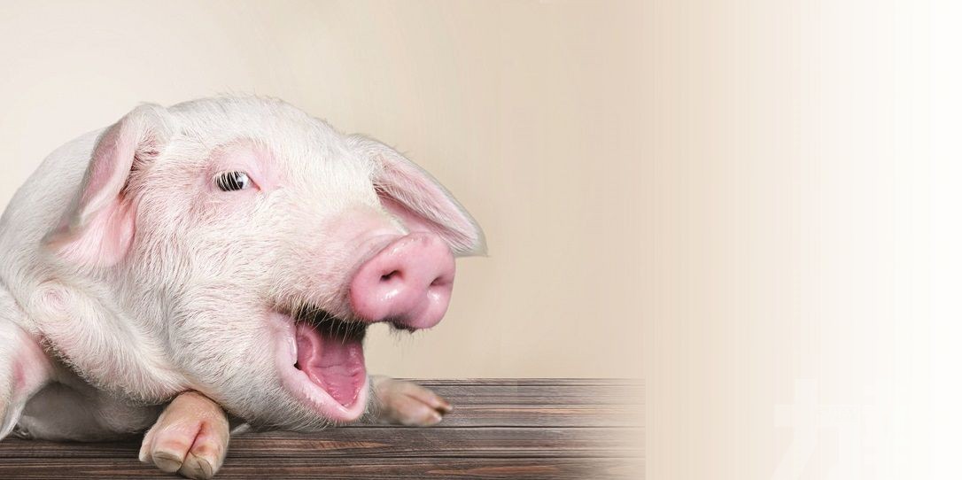 肉販：明起降豬肉售價