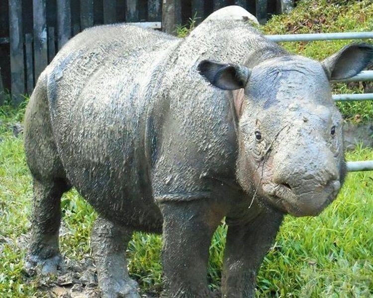 馬來西亞最後一頭蘇門答臘犀牛病逝