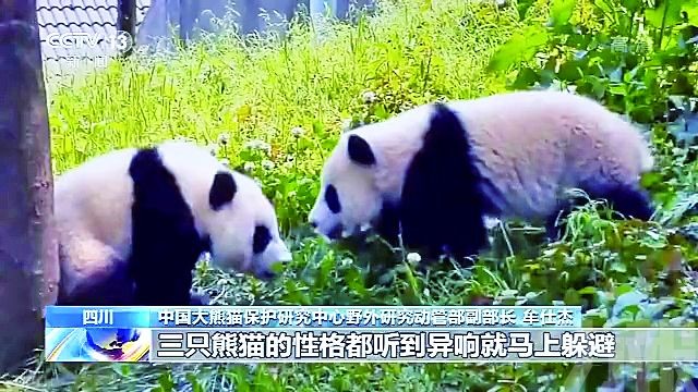 三隻大熊貓將於江西放歸