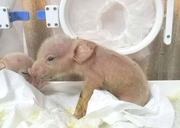 中國科學家培育全球首隻猴豬混種動物