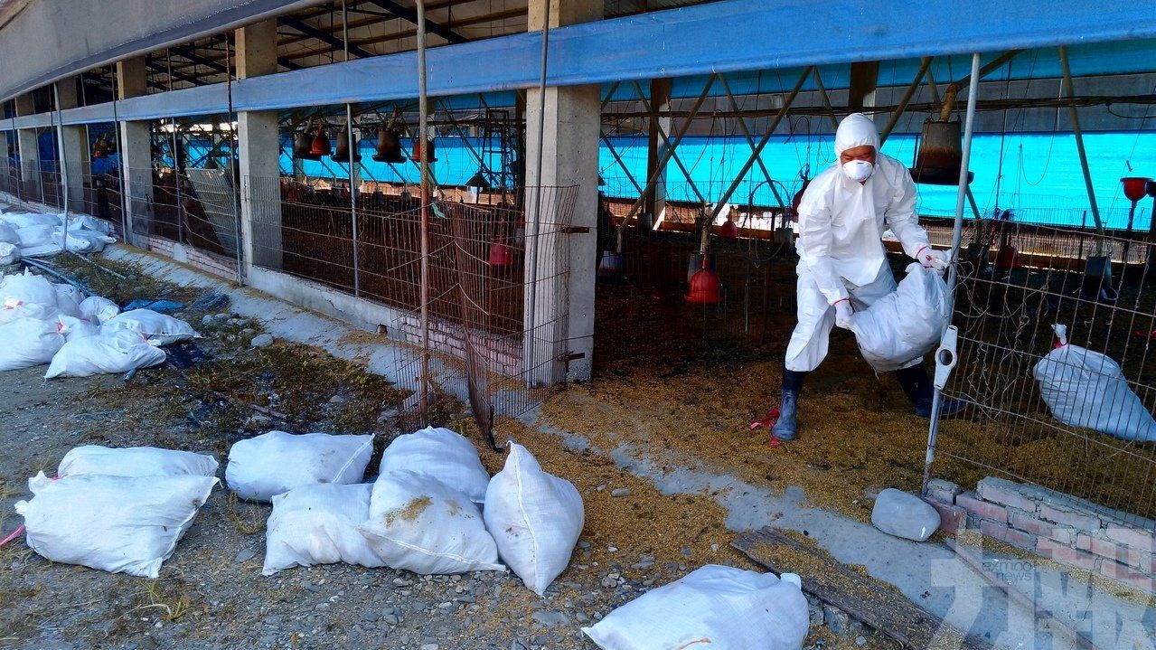 台灣養雞場撲殺逾萬雞隻