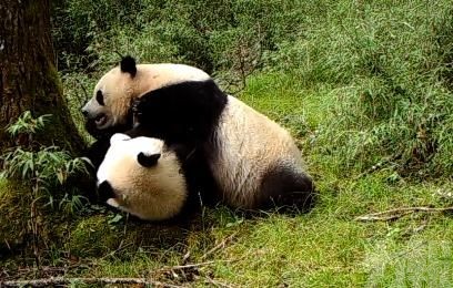 臥龍首次拍到野生亞成體雙胞胎熊貓