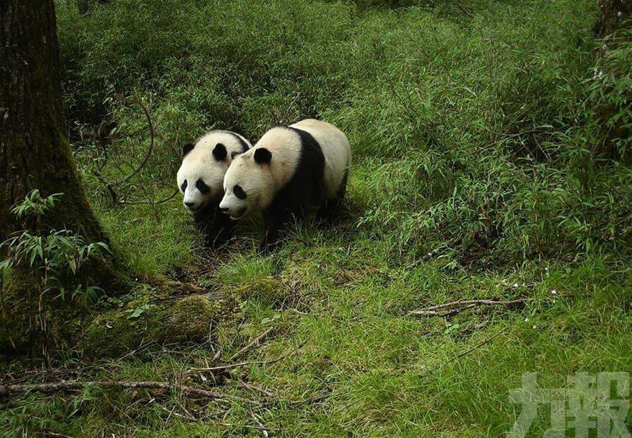 臥龍首次拍到野生亞成體雙胞胎熊貓