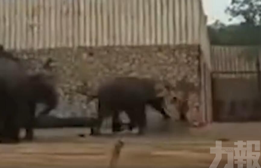 湖南動物園56歲大象踩死人