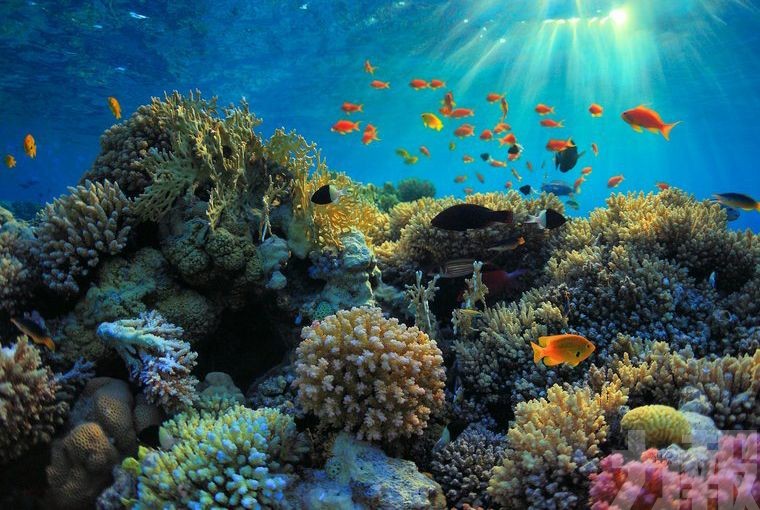 帛琉禁用有害珊瑚礁防曬產品