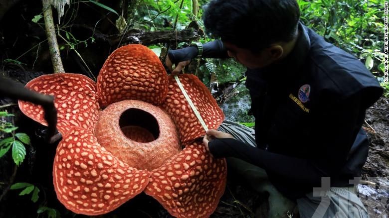 【破紀錄】世界最大食人花現身雨林