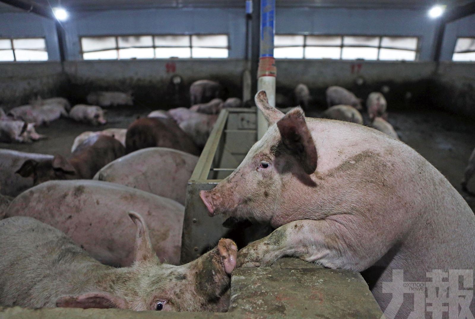 農村農業部：春節豬肉供需平穩