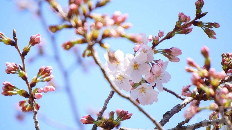東京櫻花料在3月19日前後提早開花