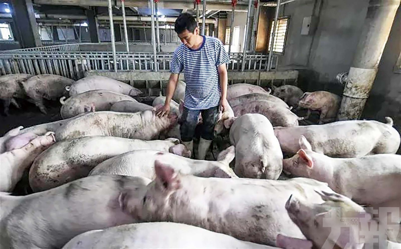 上月豬肉批發價43元/公斤