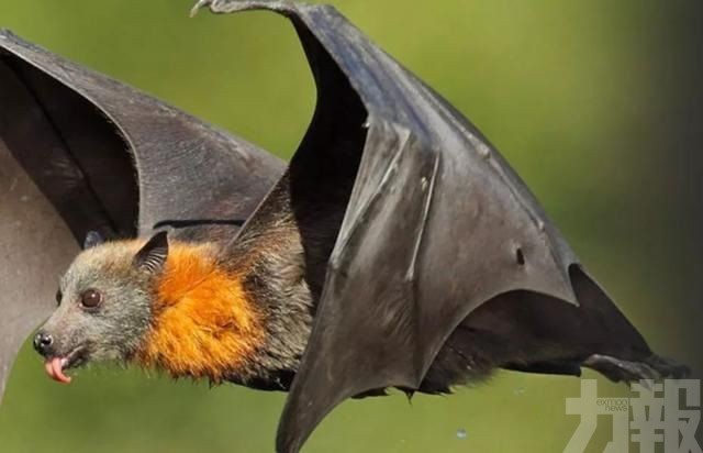 30萬「狗頭蝙蝠」席捲澳洲上空