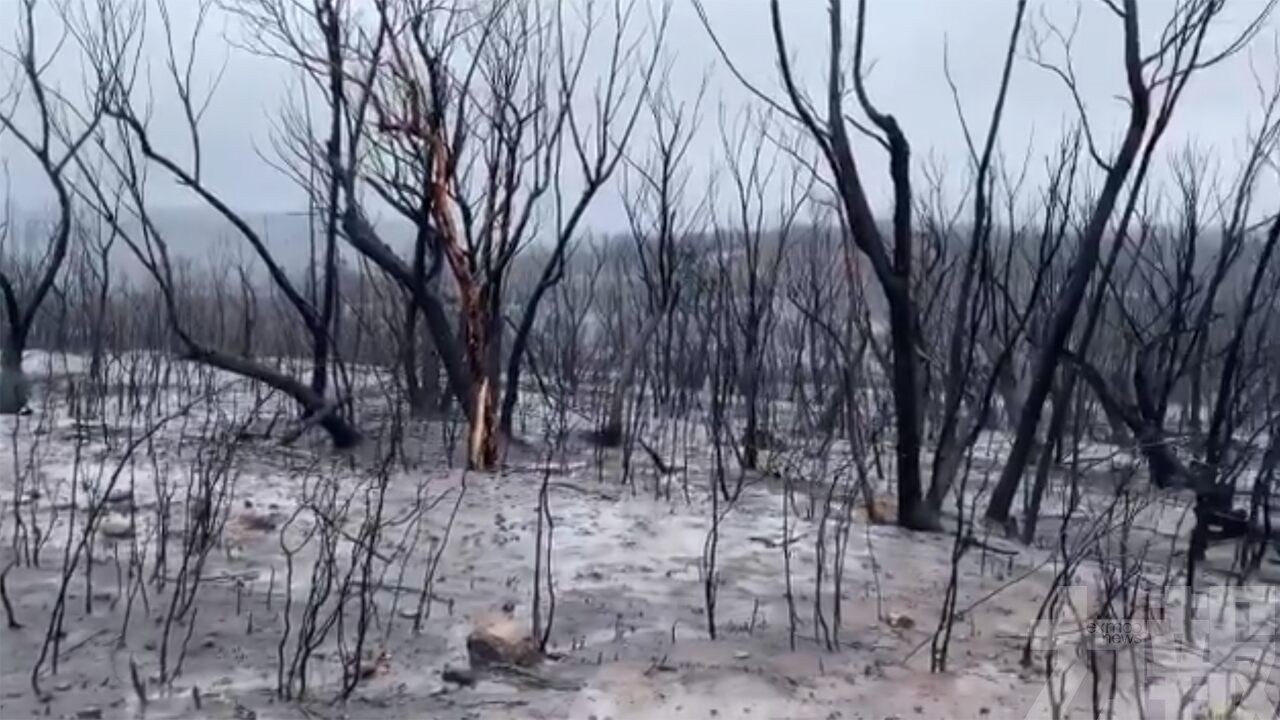 澳洲新南威爾士州山火全受控