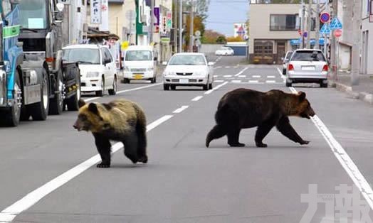 日本9個月捕殺逾5,600隻熊
