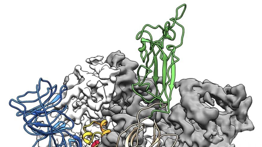 美研究繪製出關鍵蛋白分子3D結構