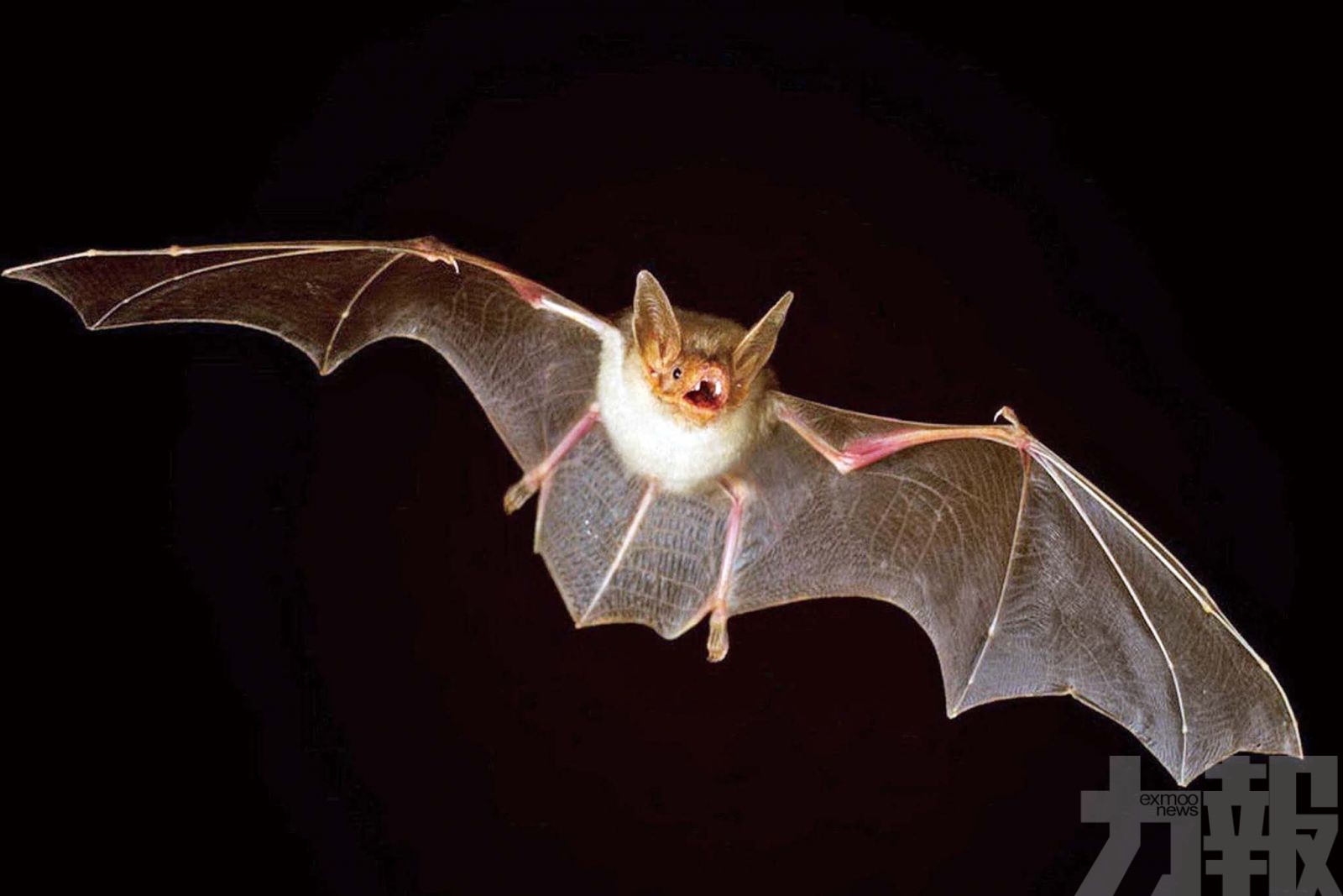 蝙蝠體內冠狀病毒或直接傳人