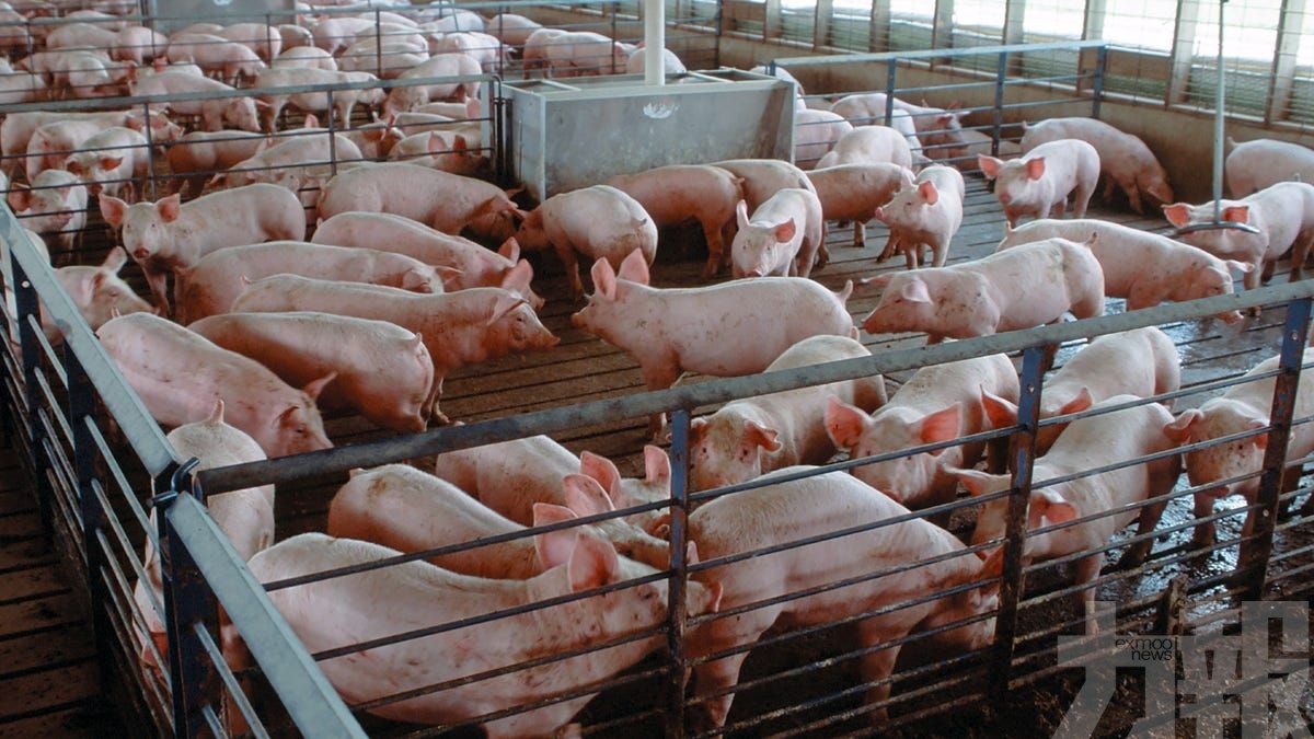 中國豬肉價格2月同比暴漲135.2%