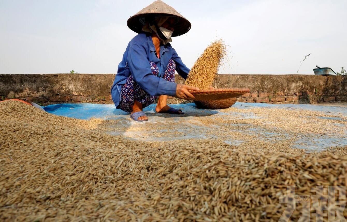 越南將收儲27萬噸稻米並停止出口