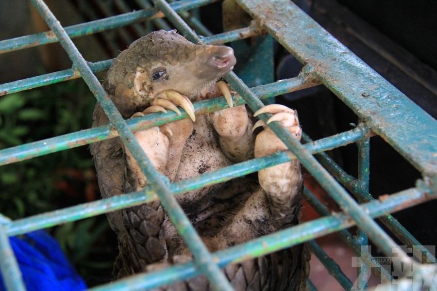 粵5月起嚴懲食野味人士最高罰款為動物價值倍 澳門力報官網