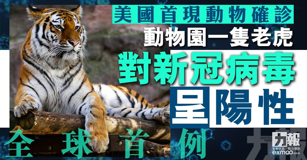 美國動物園1隻老虎對新冠病毒呈陽性