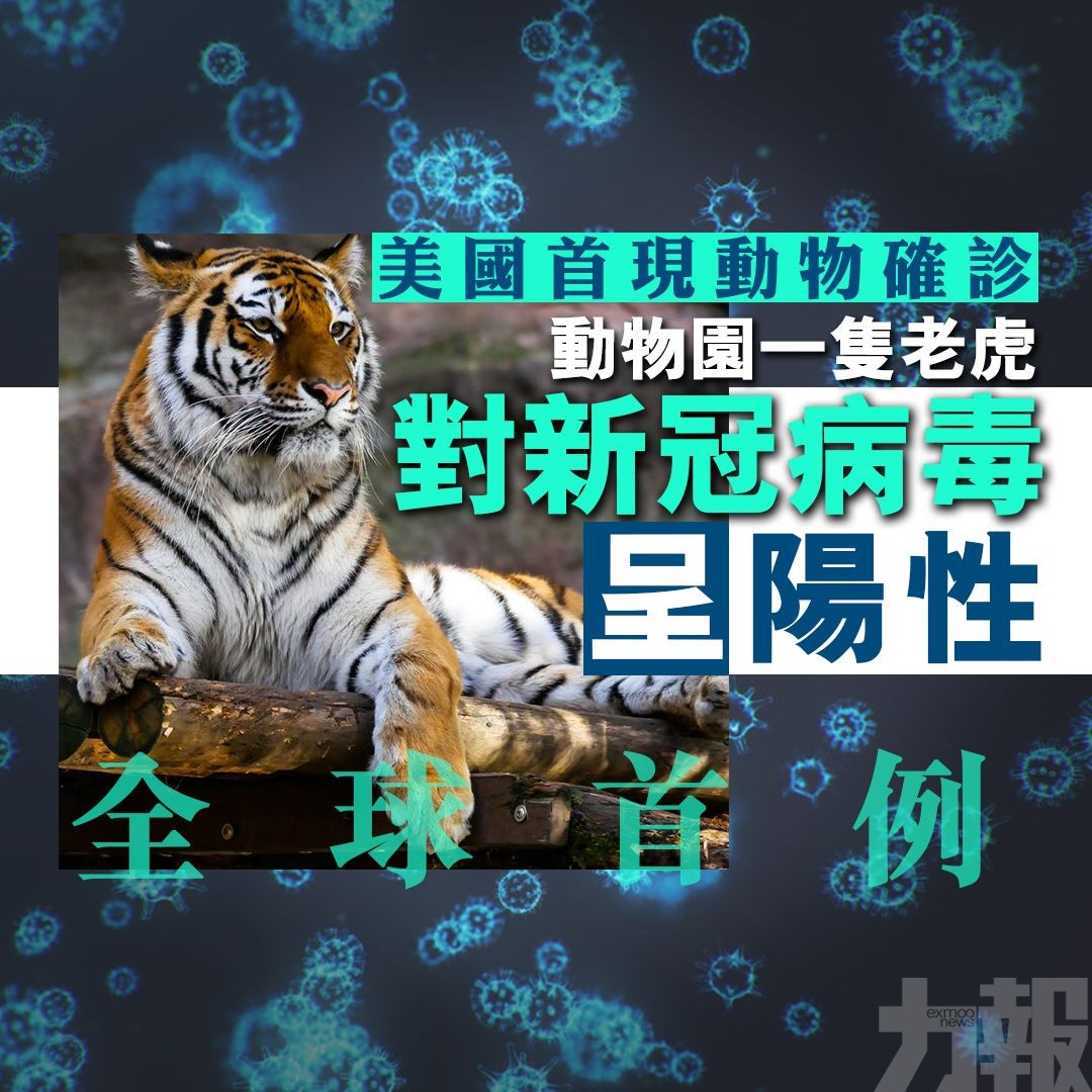 美國動物園1隻老虎對新冠病毒呈陽性