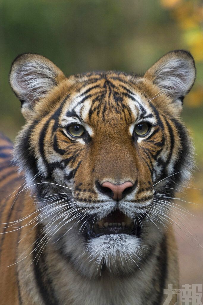 美國動物園1隻老虎對新冠病毒呈陽性