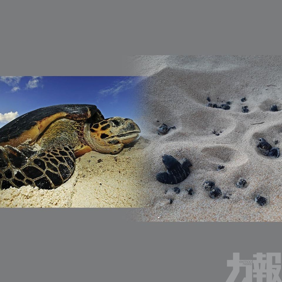 海龜回岸築巢量創20年新高