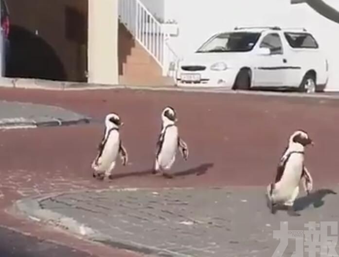 企鵝瀟灑行街