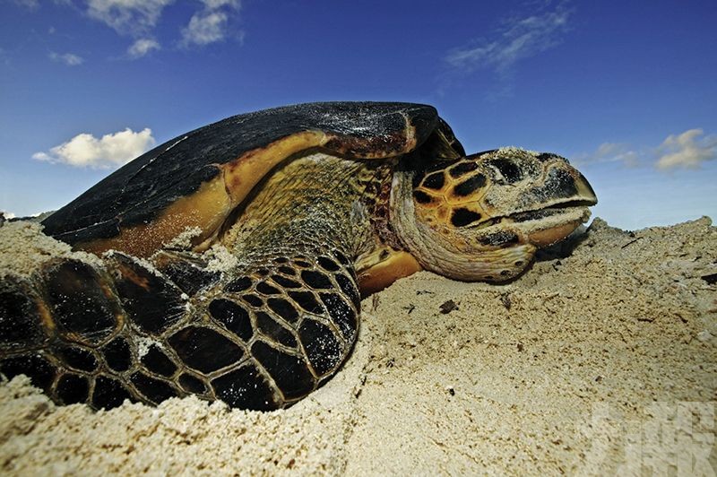 海龜回岸築巢量創20年新高