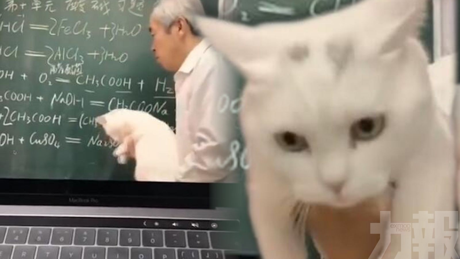 網民：我的化學課是貓教的