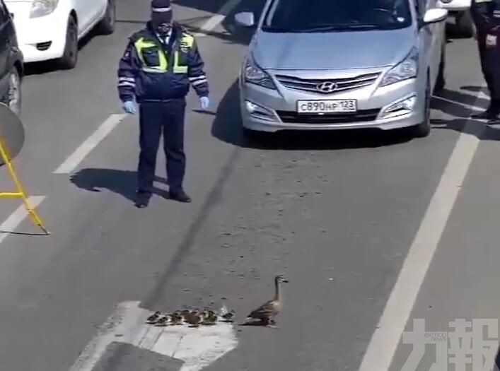 攔車護鴨子一家過馬路