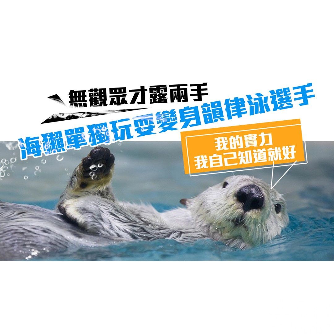 海獺單獨玩耍變身韻律泳選手