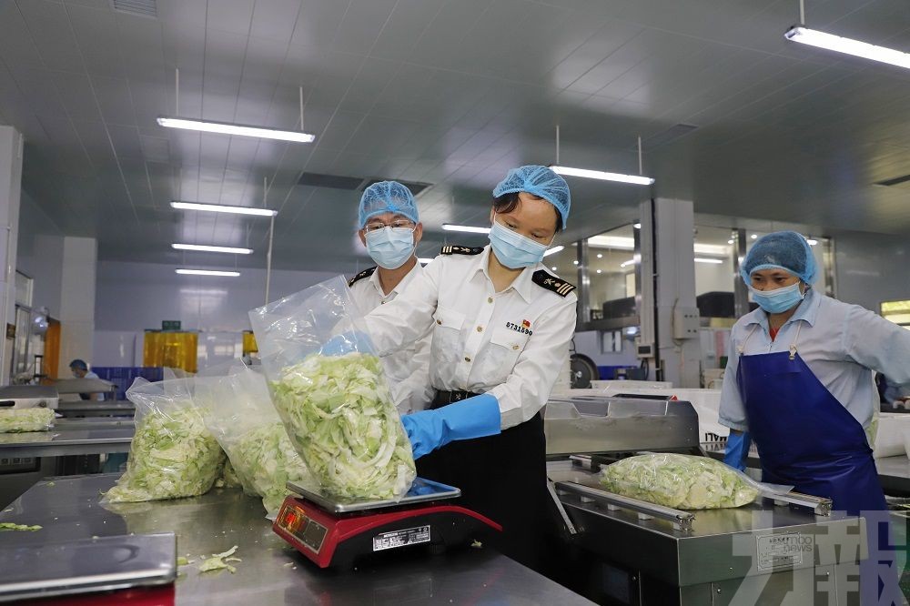 中山供港澳蔬菜供應量恢復近九成