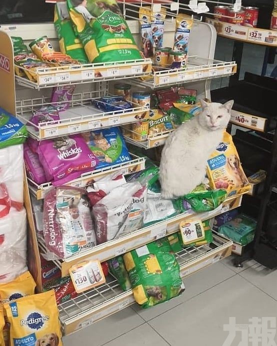 帶女子入超市給自己買貓糧