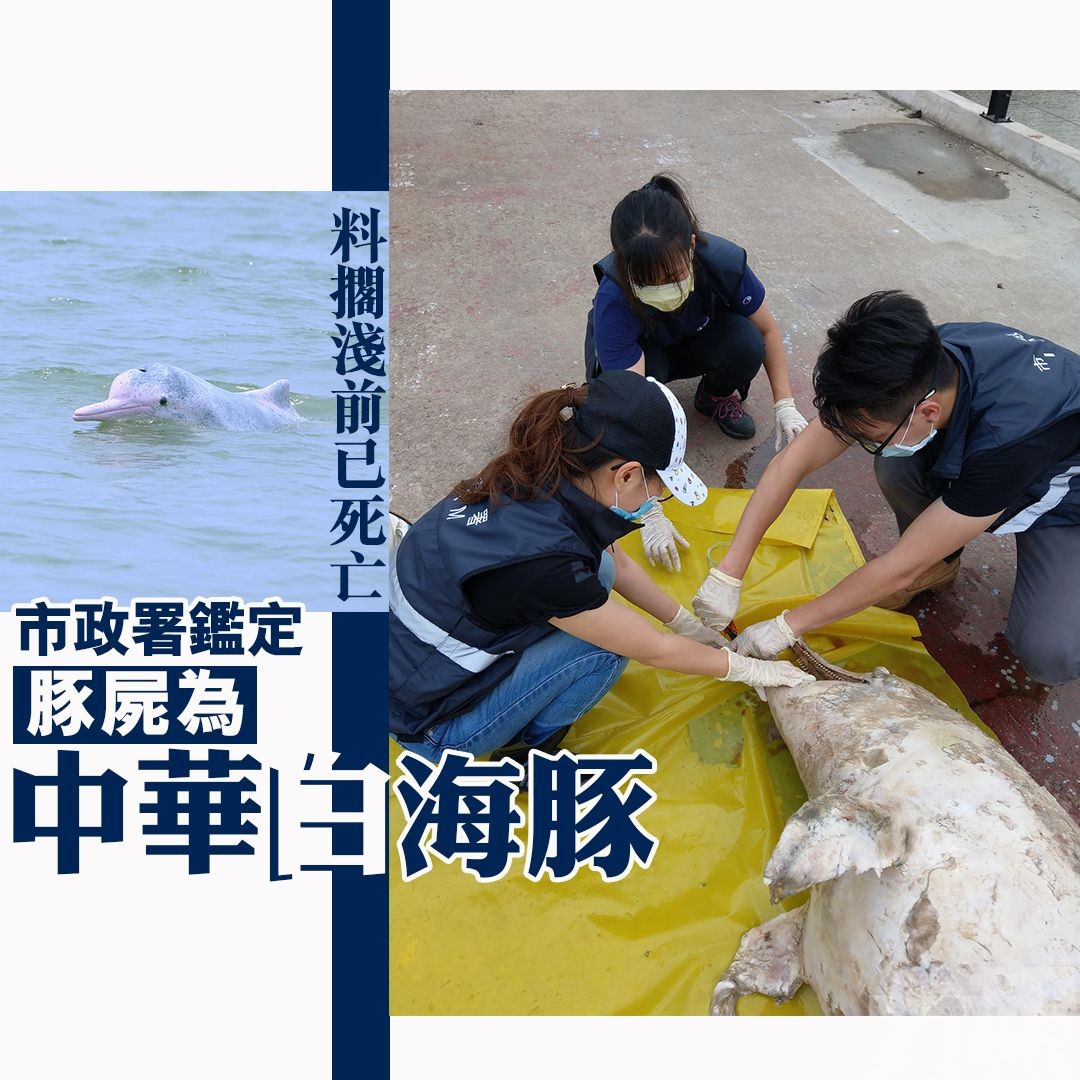 市政署鑑定豚屍為中華白海豚