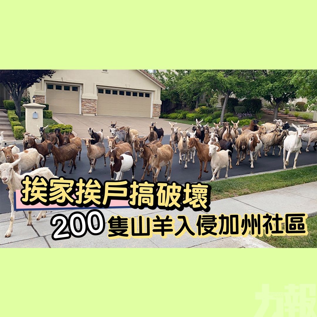 200隻山羊入侵加州社區