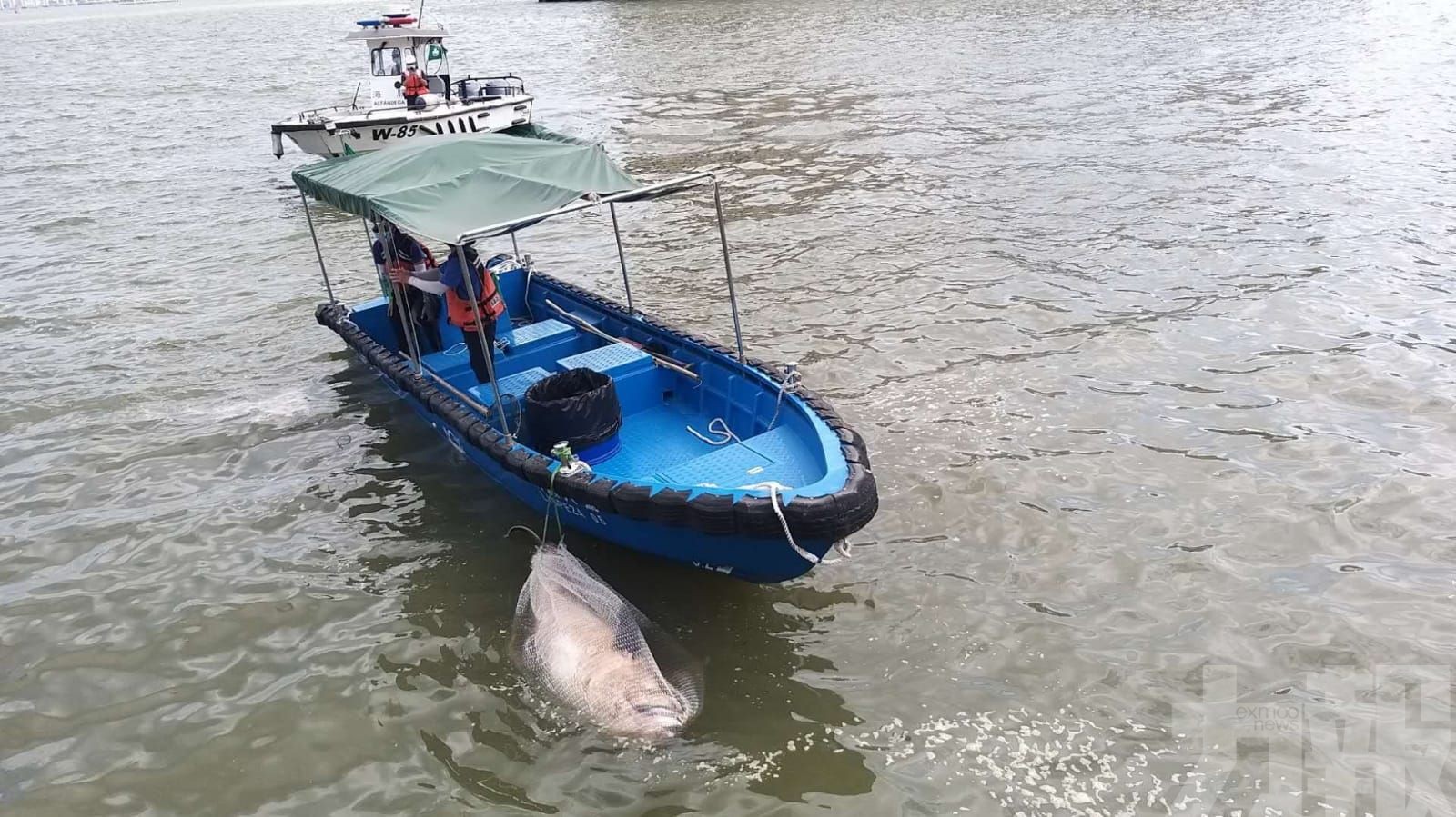 本澳海面再發現海豚屍體漂浮
