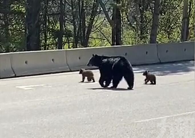 帶3寶寶過馬路翻路障