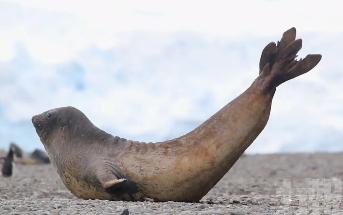 南極洲象海豹優雅「練瑜伽」