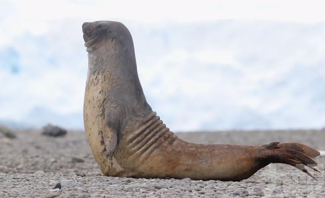 南極洲象海豹優雅「練瑜伽」