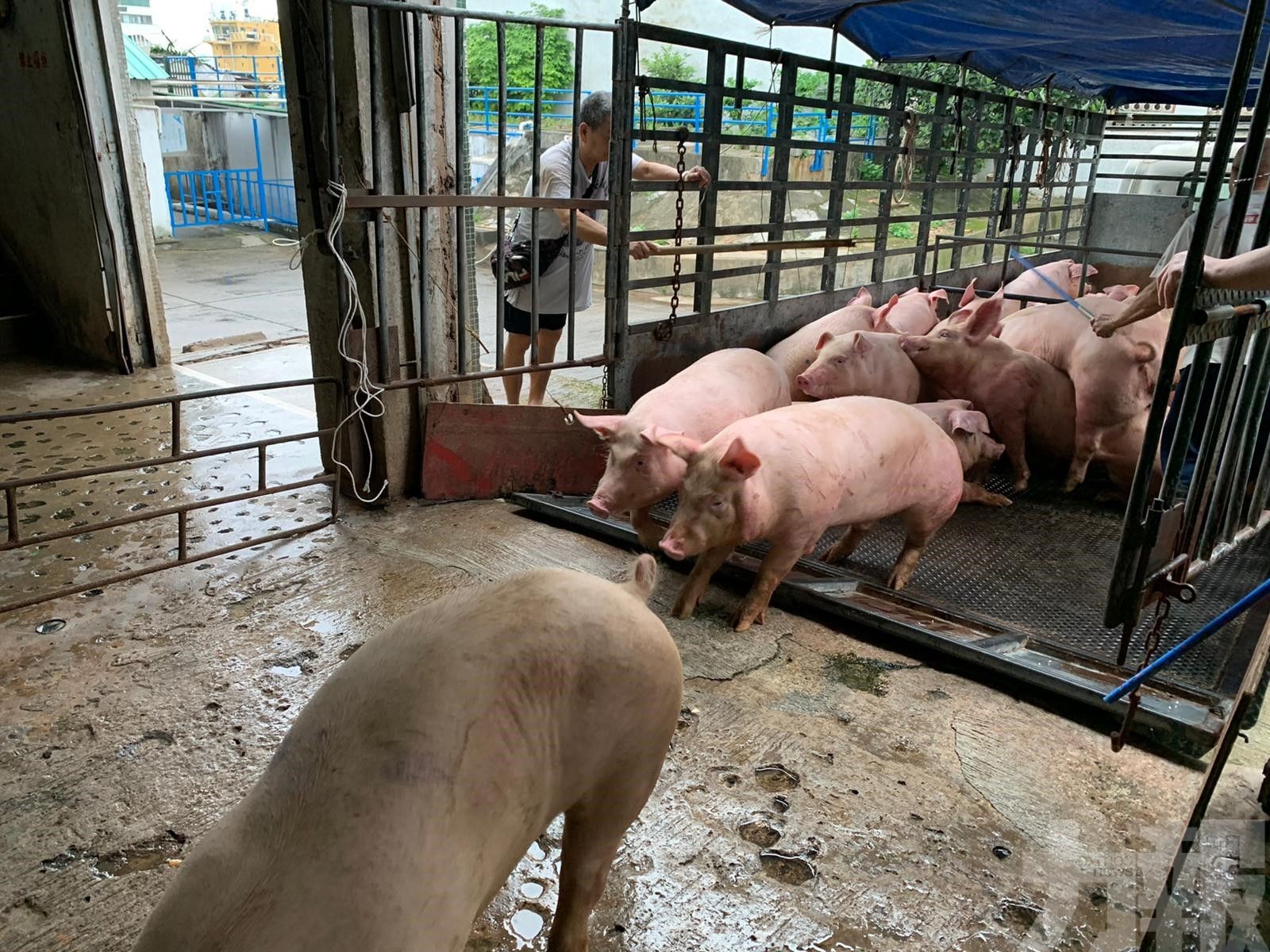 活豬供應量回復至疫情前水平
